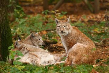 Naklejka na ściany i meble Luchse (Lynx)