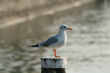 Fototapeta premium A common seagull in observation
