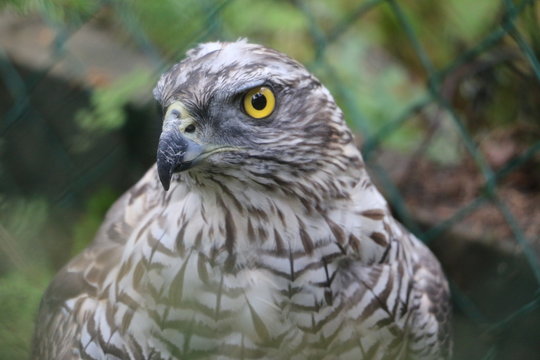 Aguila