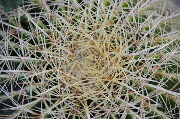 Kakteen im botanischen Garten