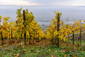 Fr&uuml;hnebel in den Weinbergen an der Mosel bei Piesport (Deutschland)