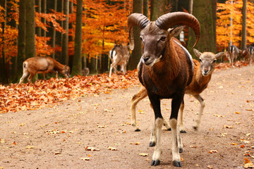 Europäischer Mufflon (Ovis gmelini musimon)