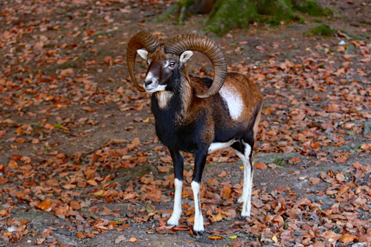 Europ&auml;ischer Mufflon (Ovis gmelini musimon)
