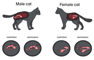 Castration and sterilization of cats.