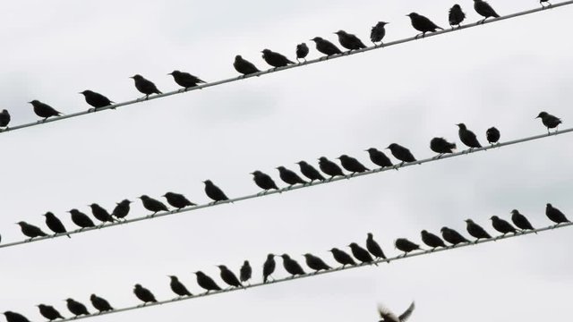 Flock of starling birds over high-volgate cable and shallow depth of field