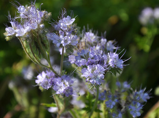 Obraz premium The field is blooming phacelia