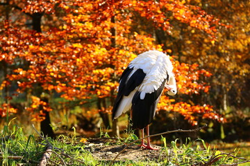 Weißstorch (Ciconia ciconia)