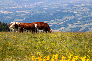 Fototapeta na wymiar Cows eating in a grazing in French Mountain