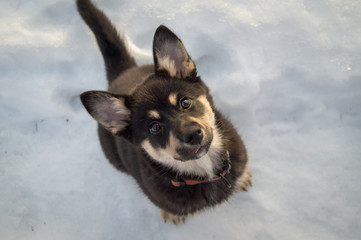 Cute puppy dog sitting in snow and watching