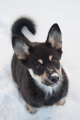 Cute puppy dog sitting in snow and watching