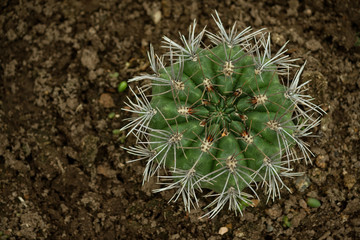 gymnocalycium quehlianum vaupel in hosseuss var. rolfianum schick, cactus top view, long gray spines, dark green plant color,