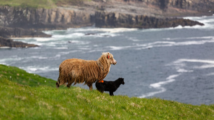 Faroe Islands have a sheep population that is twice the number of humans that inhabit the islands