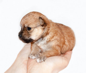 beautiful and funny newborn puppy in the hands of a caring owner. small breed dog isolated on white background.