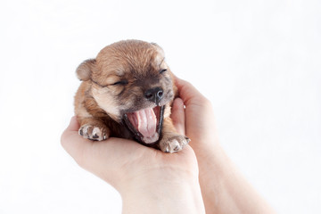 beautiful and funny newborn puppy in the hands of a caring owner. small breed dog isolated on white background.