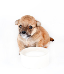 Cute and funny newborn puppy in learning to drink milk from a plate. small dog breed isolated on white background.