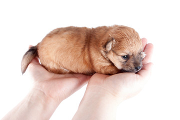 beautiful and funny newborn puppy in the hands of a caring owner. small breed dog isolated on white background.