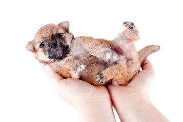 beautiful and funny newborn puppy in the hands of a caring owner. small breed dog isolated on white background.