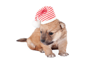 Cute and funny newborn puppy in santa hat. small dog breed isolated on white background.