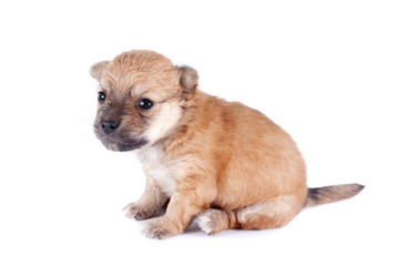 cute and funny newborn puppy. small breed dog isolated on white background.