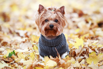yorkshire terrier in a sweater in autumn park