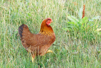 Brown beautiful hen bird (latin: Gallina) walking in the green grass
