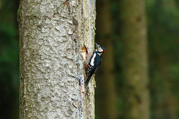 Buntspecht (Dendrocopos major)