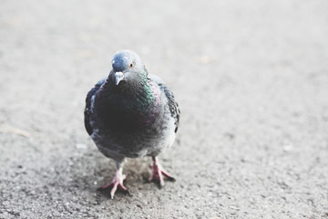 beautiful pigeon goes on asphalt