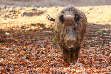 Wildschwein (Sus scrofa)