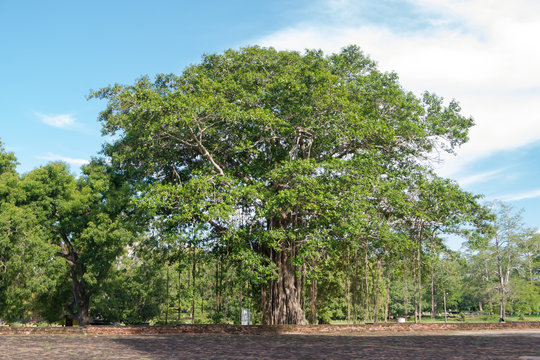 Buddhist Bodhi tree (Ficus religiosa). Sri Lanka. 