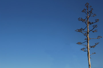 solitario arbol en un cielo azul 