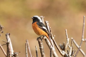 ジョウビタキ オス