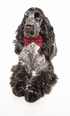 Snobby cocker spaniel