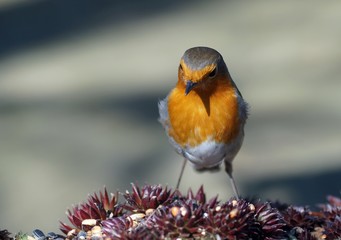 Ein Rotkehlchen (Erithacus rubecula) an der Futterstelle
