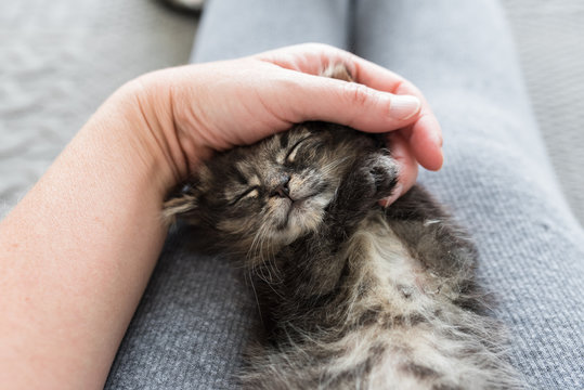 Kittens