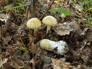 Amanita phalloides, death cap mushroom, a deadly poisonous basidiomycete fungus