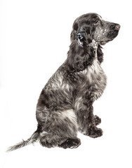 English cocker spaniel sitting down