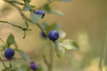 Vaccinium myrtillus (European blueberry)