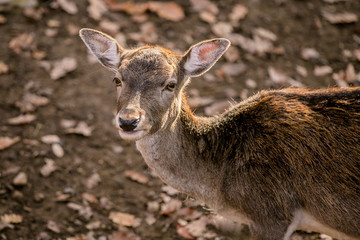 Portrait of brown reddish female of european fallow deer with yellow eyes, blurry background with dry leaves on ground, sunny autumn day in a game park