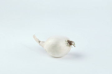 white onion .isolated on a white background