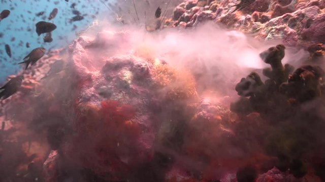 The giant clam (Tridacna gigas) spawning at Day time