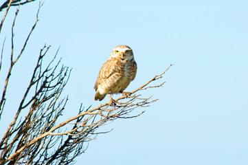  Burrowing owl perched on a branch