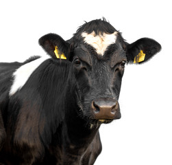  cow isolated on white