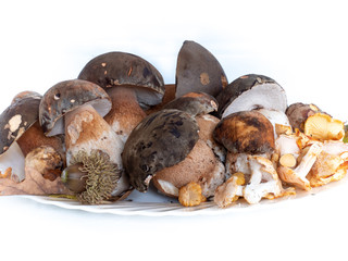 plate of Boletus aereus, dark czech or bronze bolete, highly appreciated edible mushroom