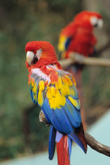 Vivid Parakeet - 鮮やかなインコ