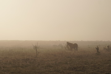 The horse is grazing in the fog