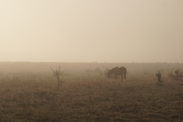 Fototapeta na wymiar The horse is grazing in the fog
