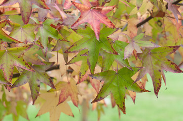 Beautiful autumn leaves, close-up.