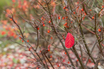 Red Winter Leaf With Berries in the Background