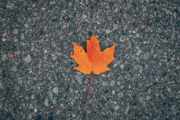 Fall Leaf On the Ground 