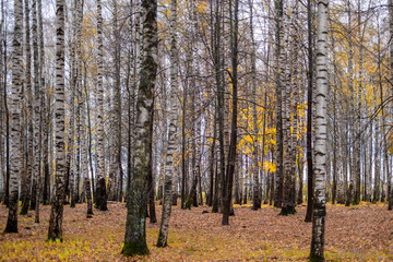 birch grove in autumn